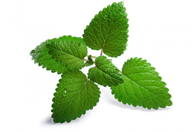 lemon balm