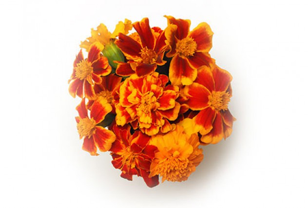 marigold