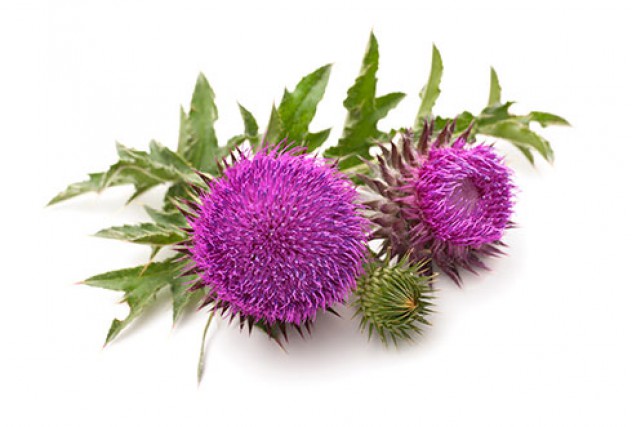 milk thistle