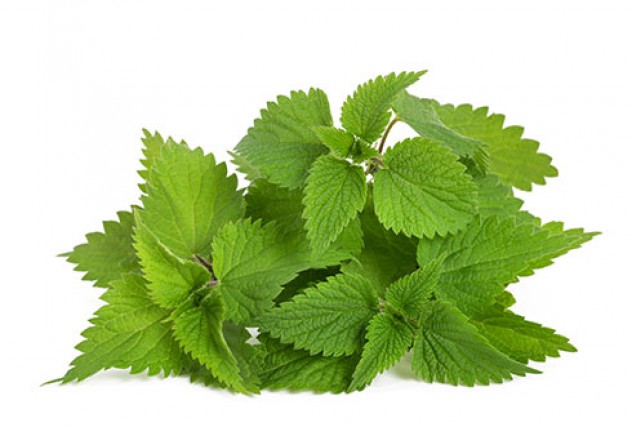 nettle