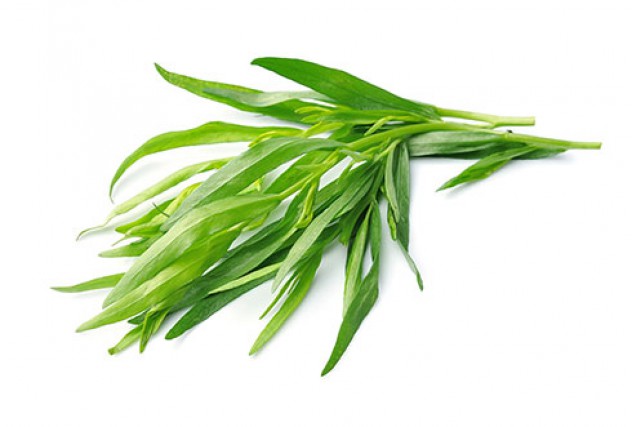 tarragon