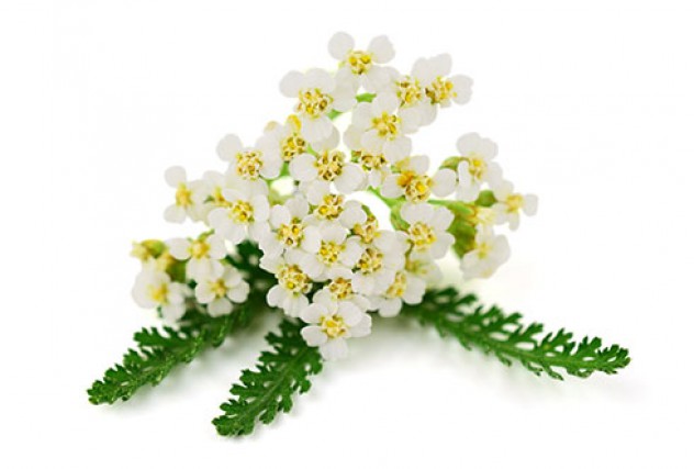 yarrow